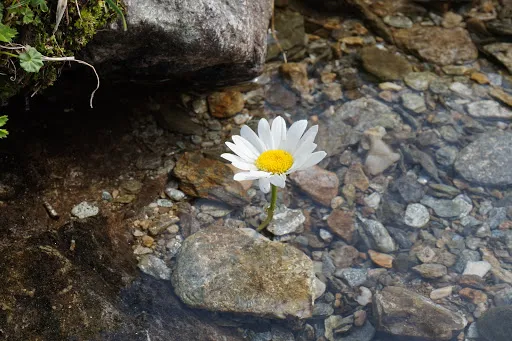Boucard Kévin - Médecine Traditionnelle Chinoise à Montbrison