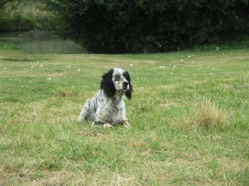 Chenil De La Tuilière à Montbrison