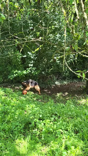Chenil De Savigneux à Montbrison