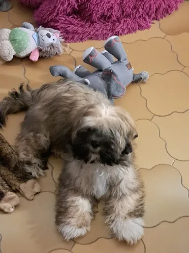 Coupe O Poil à Montbrison