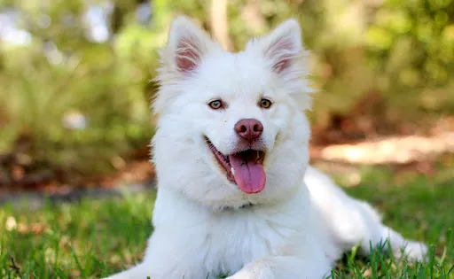 Educateur Canin Comportementaliste - Attitudog - Loire 42 à Montbrison