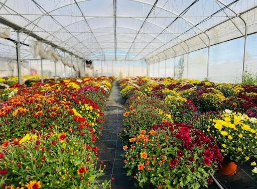 Vernet Gérard à Montbrison